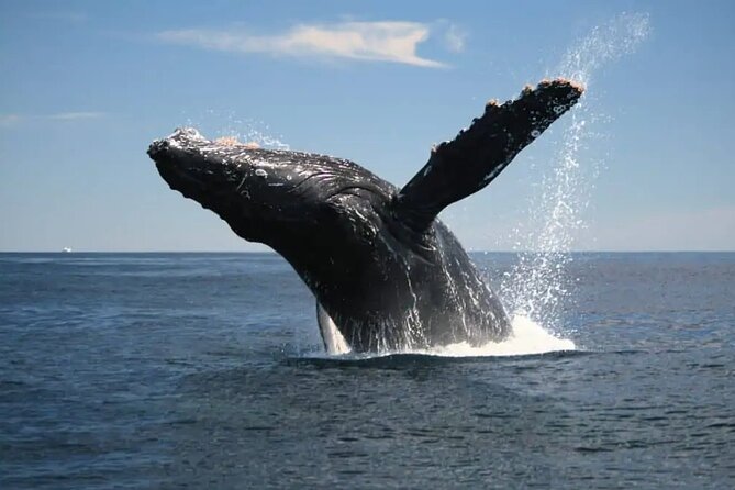 Full Day Bacardi Whale Watching - End Season March 30th - Booking and cancellation details