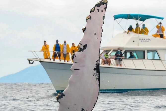 Full Day Bacardi Whale Watching - End Season March 30th - From Punta Cana to Las Cañitas at 9:00 a.m.
