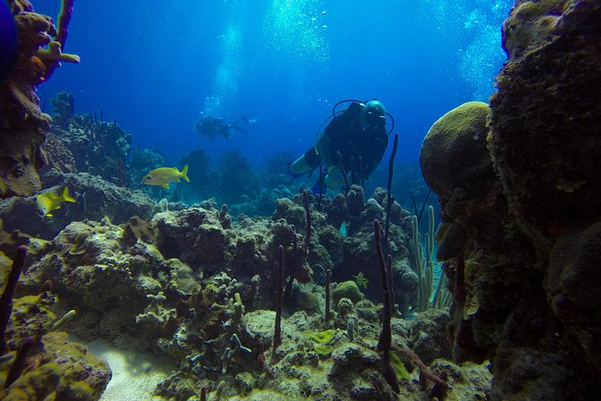 Full-Day Catalina Island Scuba Diving Tour from La Romana - What the $123.25 price really covers