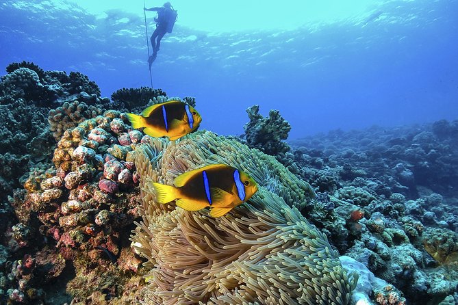 Full-Day Catalina Island Scuba Diving Tour from La Romana - The Wall: Catalina’s dramatic first underwater site