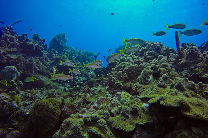 Full-Day Catalina Island Scuba Diving Tour from La Romana - The Aquarium: a shallower second session