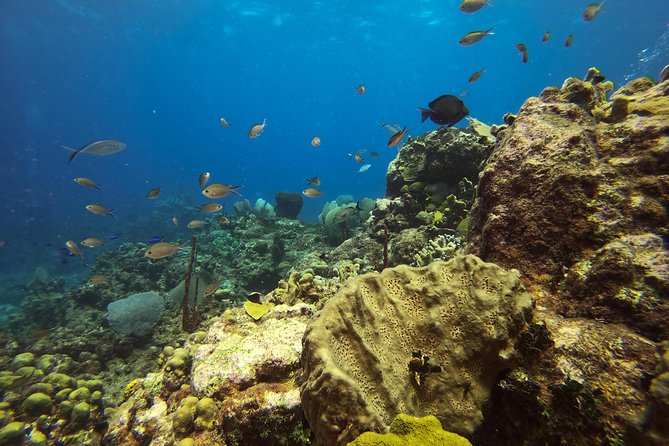 Full-Day Catalina Island Scuba Diving Tour from La Romana - Catalina’s private beach and the midday BBQ