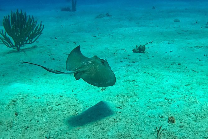 Full-Day Catalina Island Scuba Diving Tour from La Romana - Who should book this Catalina Island outing?