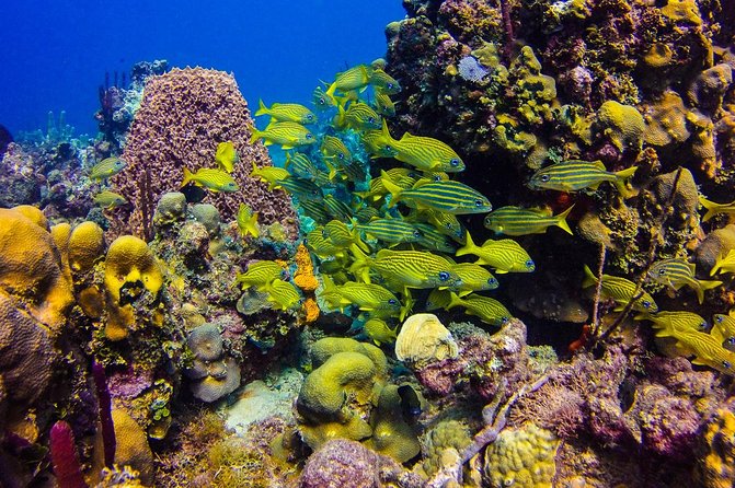 Full-Day Catalina Island Scuba Diving Tour from Punta Cana - What the $130.50 price really buys you