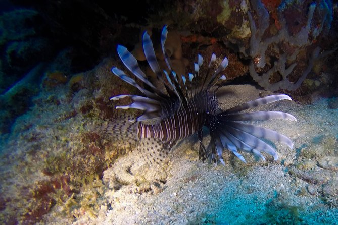 Full-Day Catalina Island Scuba Diving Tour from Punta Cana - The Wall, coral and greater depth