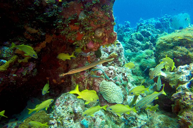 Full-Day Catalina Island Scuba Diving Tour from Punta Cana - Catalina beach time, lunch and the open bar