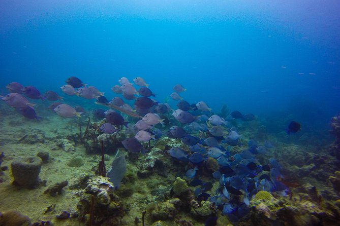 Full-Day Catalina Island Snorkeling Tour from Bavaro - Is $72 a fair price?