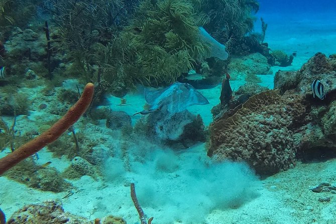 Full-Day Catalina Island Snorkeling Tour from La Romana - The boat ride aboard Paradise