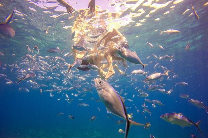 Full-Day Catalina Island Snorkeling Tour from La Romana - A short transfer to Catalina’s west beach