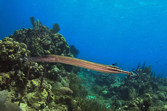Full-Day Catalina Island Snorkeling Tour from La Romana - How much free time will you really get?