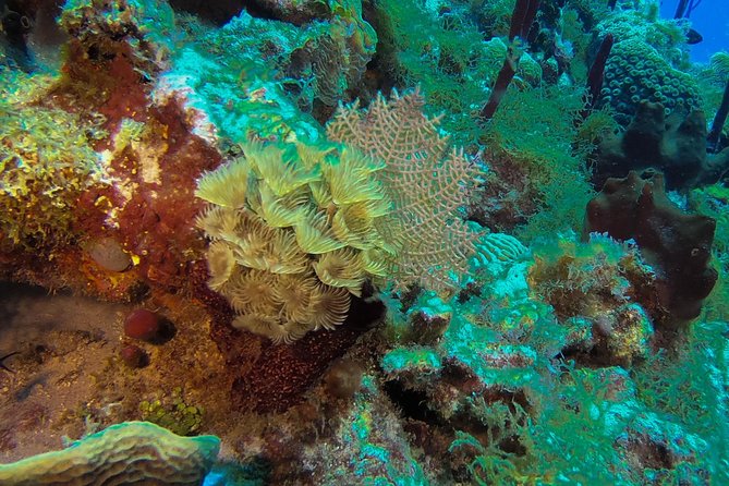 Full-Day Scuba Diving Catalina Island Tour from Bavaro - Certification, health, and comfort requirements