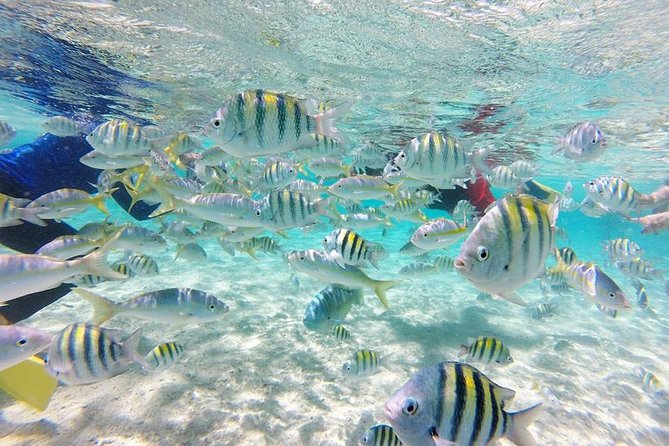 Full-Day Tour to Punta Rucia and Cayo Arena with Snorkeling - A long morning from Cabarete, Sosua, or Puerto Plata