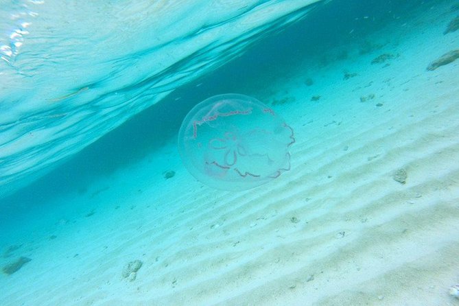 Full-Day Tour to Punta Rucia and Cayo Arena with Snorkeling - What the $89 price really covers