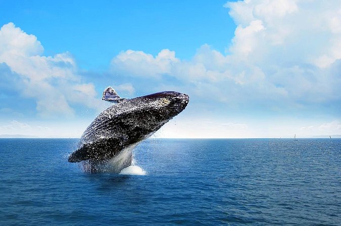 Full-Day Whale Watching Tour in Samana Bay from Cabeza de Toro - Group size, language, and organization