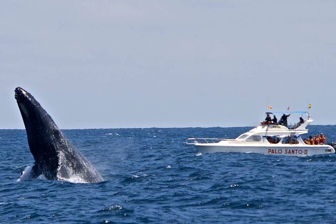 Full-Day Whale Watching Tour in Samana Bay from Cabeza de Toro - What the boat portion is really like