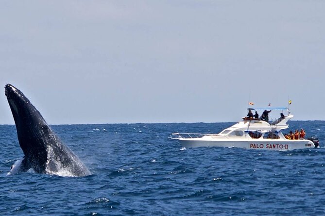 Full-day Whale watching Tour in Samana Bay from Punta Cana - Who Will Enjoy This Day Most