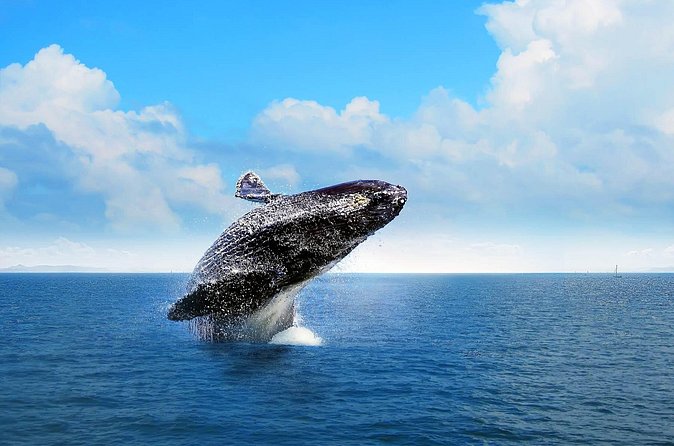 Full-day Whale watching Tour in Samana Bay from Punta Cana - Should You Book This Whale and Waterfall Tour?