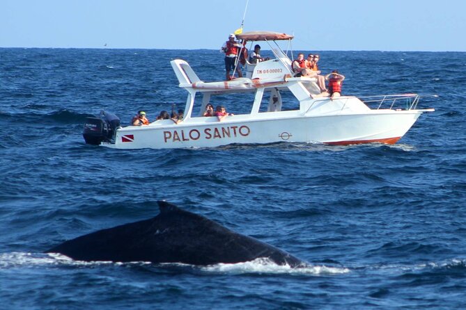 Full-day Whale watching Tour in Samana Bay from Punta Cana - Lunch at a Dominican Ranch
