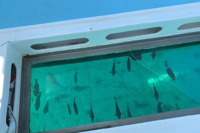 GlassBottom Catamaran with Slide - Is $65 a fair price?