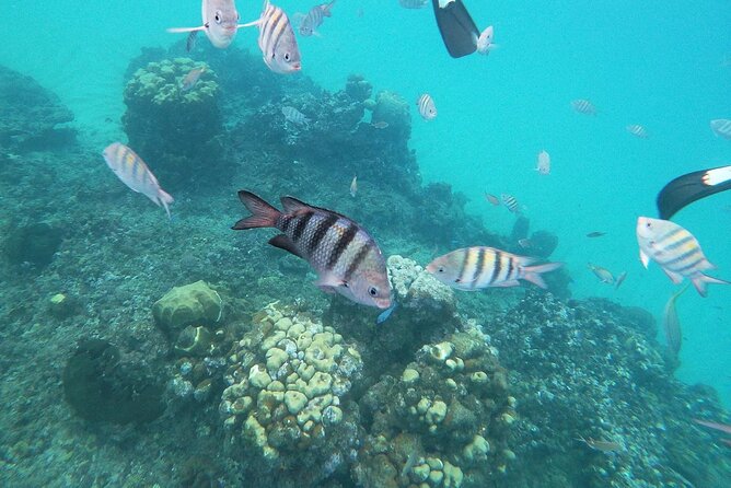 Golden beach - transportation Amber Cove and Taino bay - Booking, weather, and cancellation details