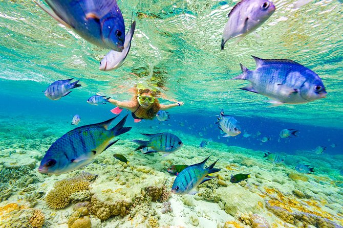 Great Snorkeling Cruise with Sharks & Stingray Encounter and Natural Pool - Getting close to nurse sharks and stingrays