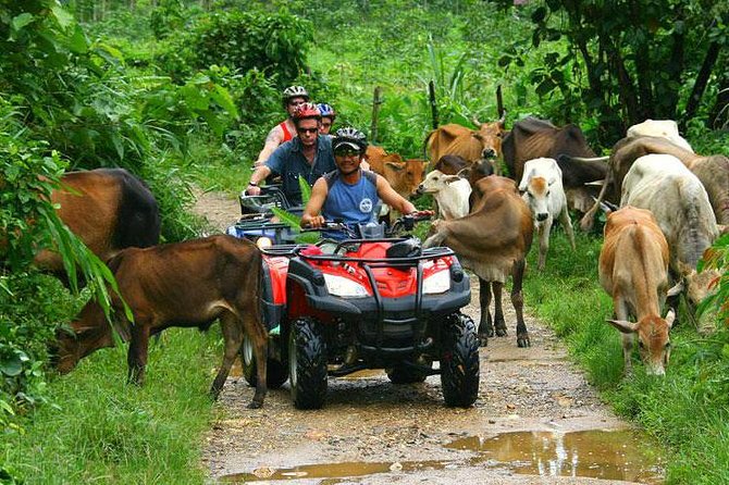 Half-Day Adventure 4x4 ATV, Water Cave and Dominican Culture - The farm stop: coffee, chocolate, and rum