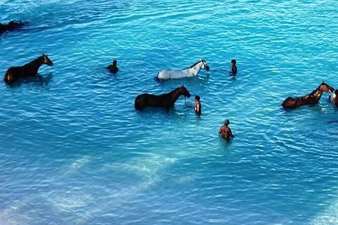Half-Day Beach Horse Back Riding in Puerto Plata - Who should book this Puerto Plata ride?