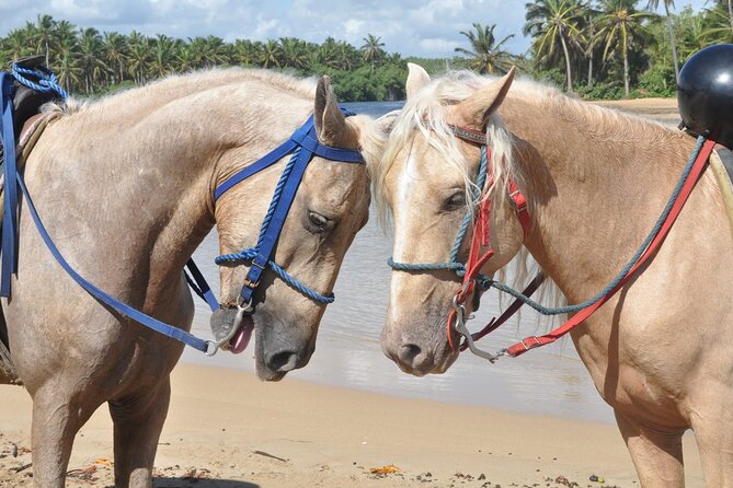 Half Day Buggies and Horseback Experience in Punta Cana - The underground water cave