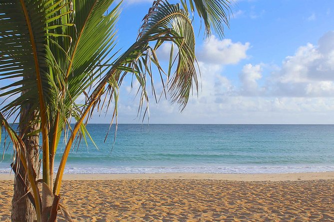 Half-Day Dominican Republic Safari Tour from Punta Cana - What the guide adds, and where the day can wobble