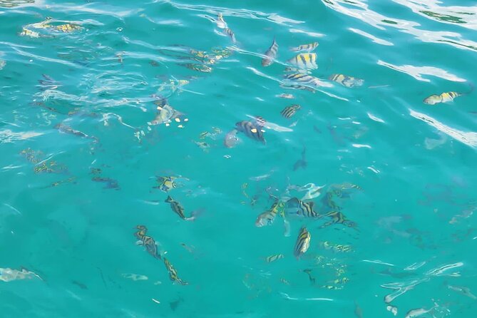 Half-day Private Catamaran Trip with Snorkeling - How the price works for groups