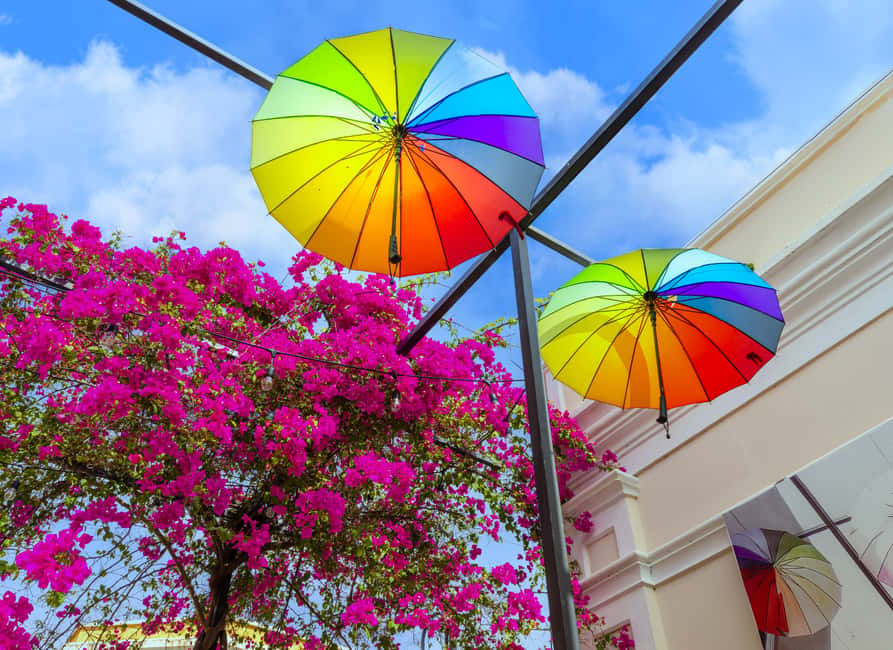 Half Day Private City Tour of Puerto Plata - Rum, cacao, and the taste of the Dominican Republic