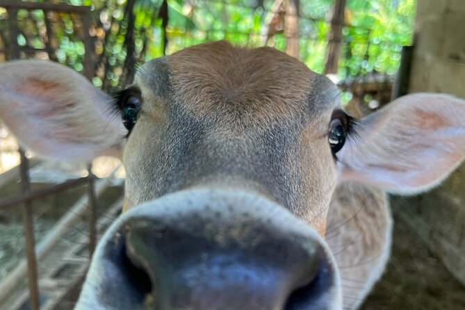 Half Day Safari and ATV or horses from Punta Cana - Who will get the most from this outing