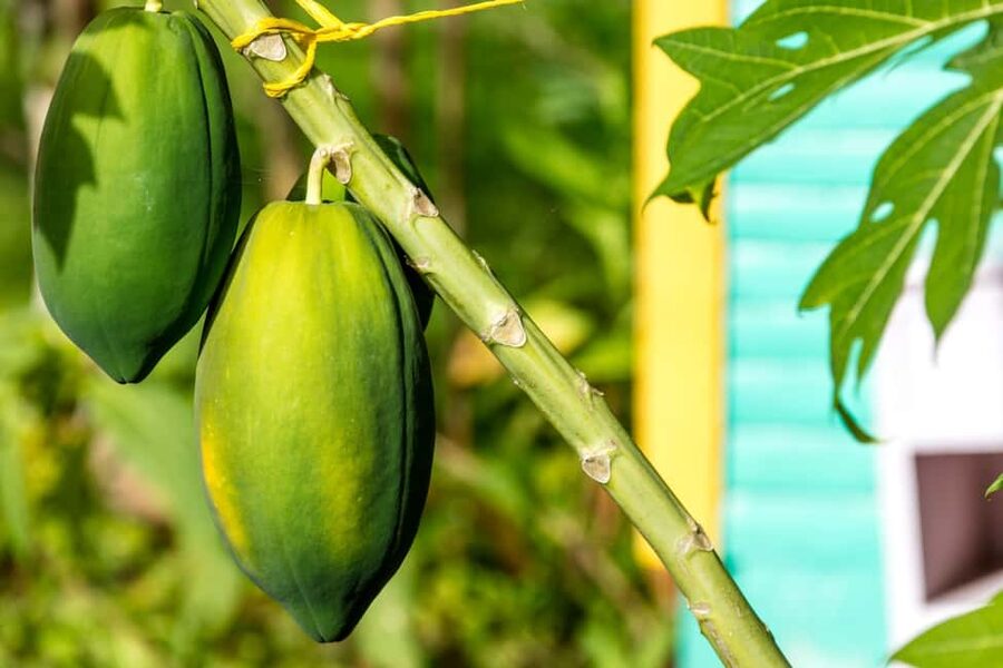 Higuey: Full-Day Tour with River Boat, Lunch, & Voodoo Show - From tropical fruit to Higuey’s daily market
