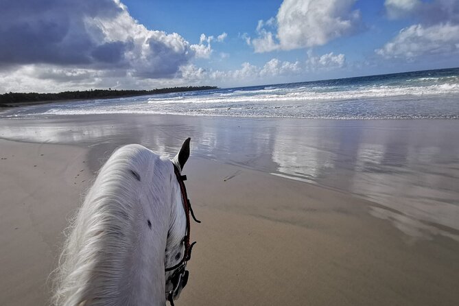 Horse Riding Experience through El Limon Beach - Key Points to Know Before You Book