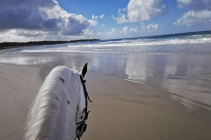 Horse Riding Experience through El Limon Beach - Safety, Equipment, and What You Need to Bring