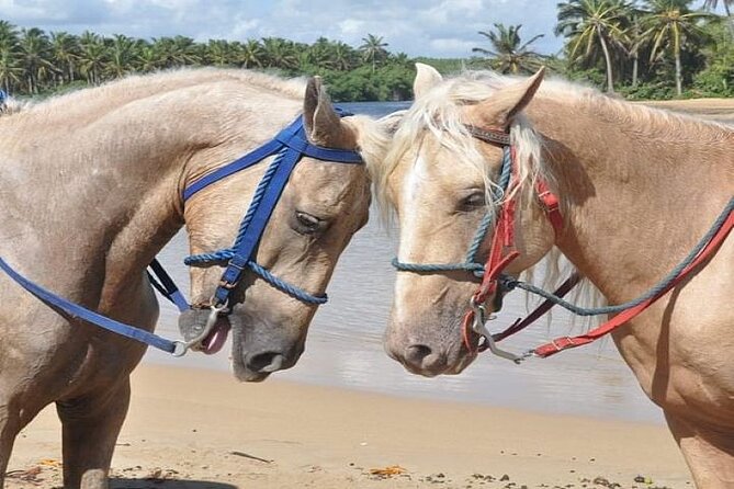 Horseback Riding to Maimon River from Punta Cana - The beach and Caribbean views