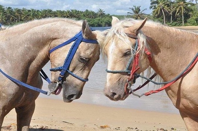 Horseback Riding to Maimon River from Punta Cana - Reaching the Maimon River mouth