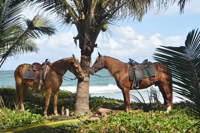 Horseback Riding Tour on the Beaches of Punta Cana - Sunset atmosphere and the limits of the setting