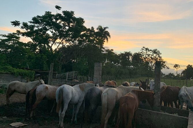 Horseback Riding with Pickup from Punta Cana - Meeting the horses and getting comfortable in the saddle