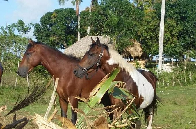 Horseback Riding with Pickup from Punta Cana - What $65 means for the value