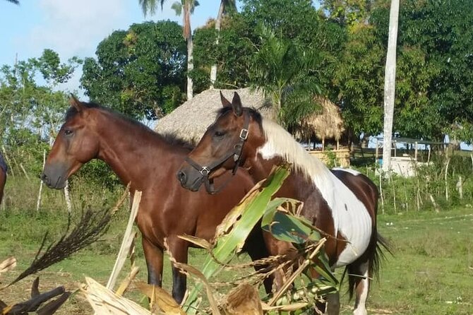 Horseback Riding with Pickup from Punta Cana - Practical details that can affect your day