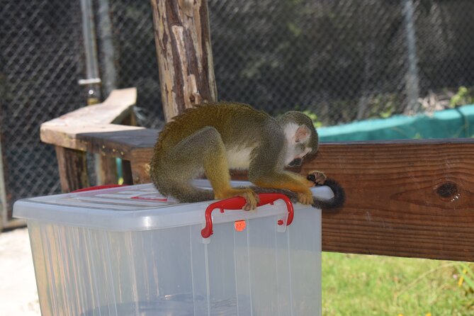 Interaction with Monkey Tour & city tour in Puerto Plata - Amber, larimar, and the story beneath Puerto Plata