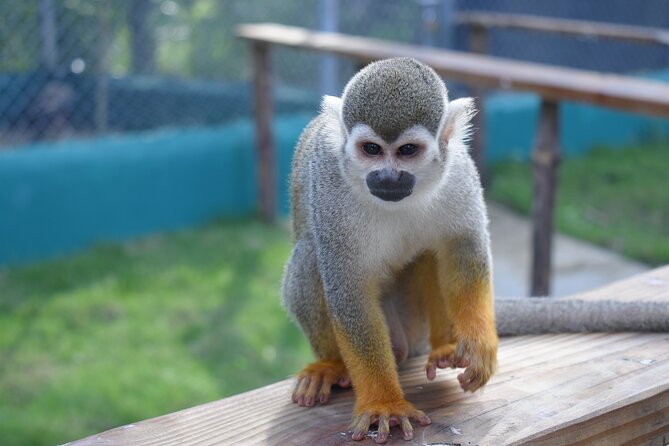Interaction with Monkey Tour & city tour in Puerto Plata - Cigars, coffee, and the Umbrella Street stop