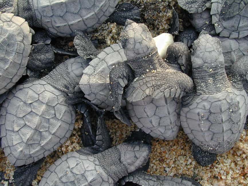 Isla Saona Wildlife Safari: Your All-Inclusive Escape - Catuano Channel and the mangroves