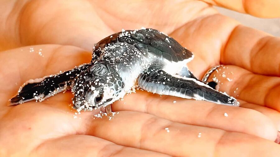 Isla Saona Wildlife Safari: Your All-Inclusive Escape - From Los Melones to the open water