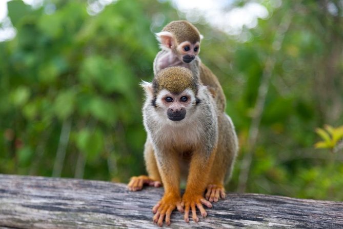 Jungle Buggies and Monkeyland from Punta Cana - A short stop at the Anamuya River