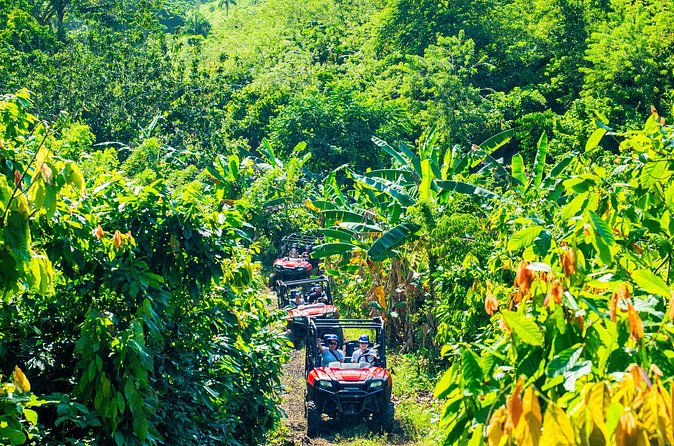 Jungle Buggies + Ziplines Adventures - Twelve zip lines across 18 platforms