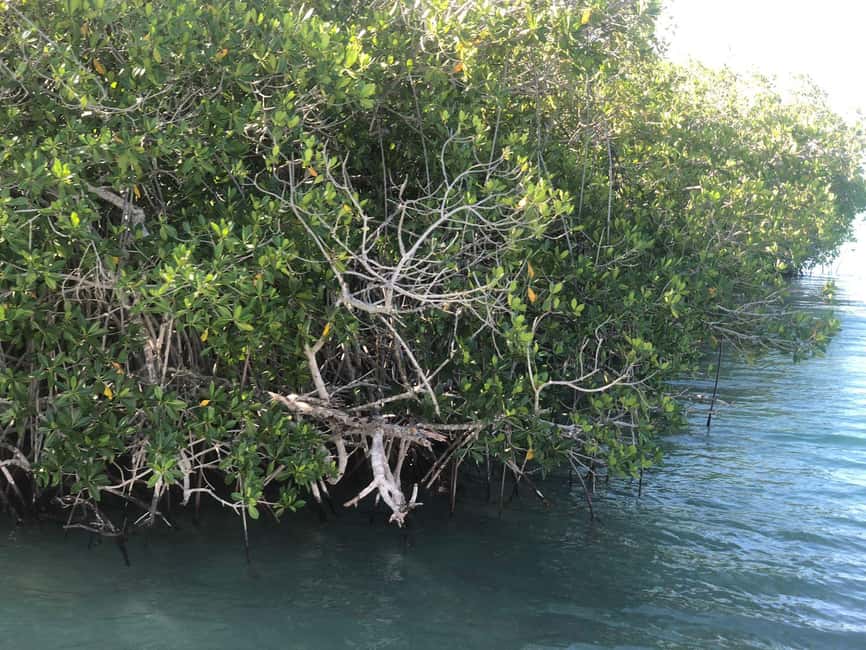 La Romana: Saona Island for Norwegian Sky Cruise Passengers - El Peñon and the Taíno story