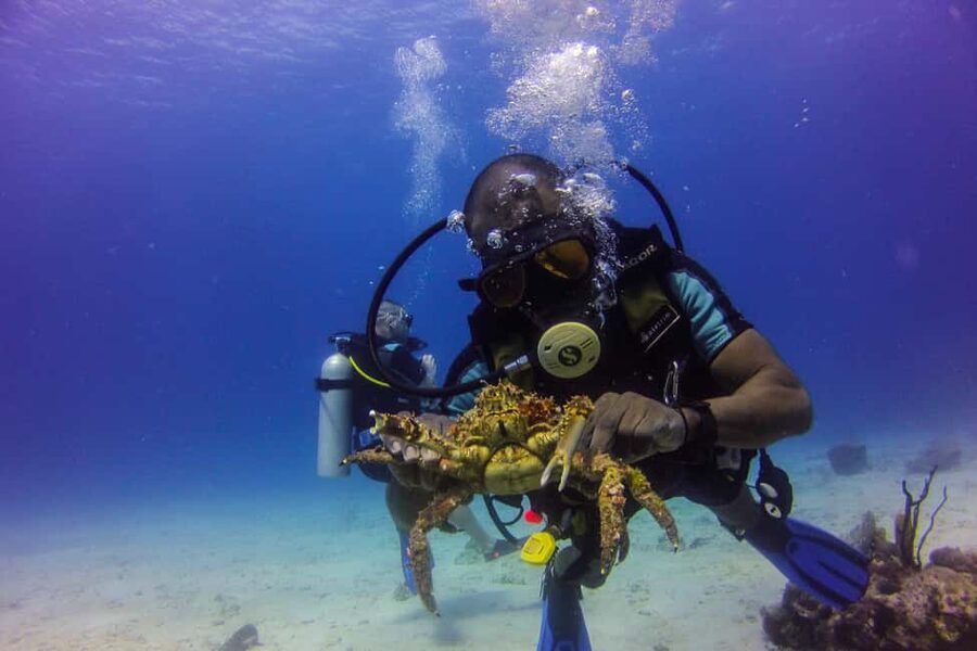 La Romana: Scuba Diving in Catalina Island - The morning plan, two Catalina Island sites