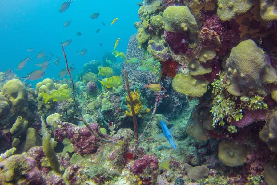 La Romana: Scuba Diving in Catalina Island - How to make the day run better
